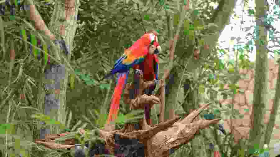 Spot the rare Scarlet macaw