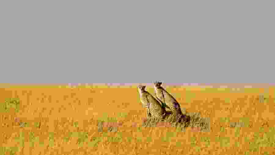Three Cheetah In Open Plains