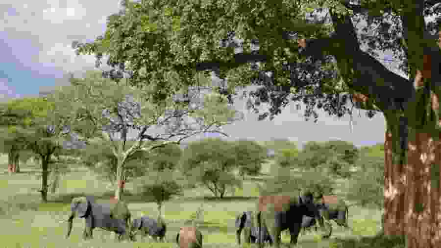 Elephant Herd