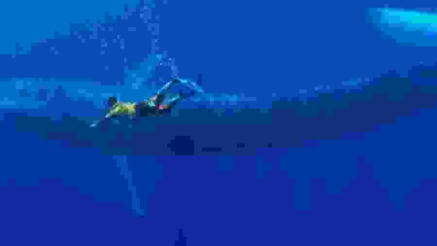 Snorkeling With Whales In Mirissa