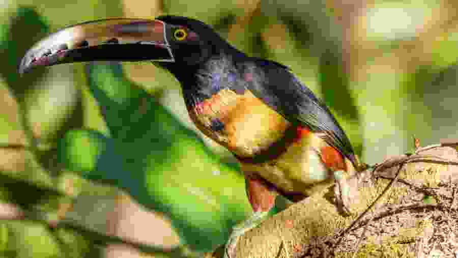 Collared aracari