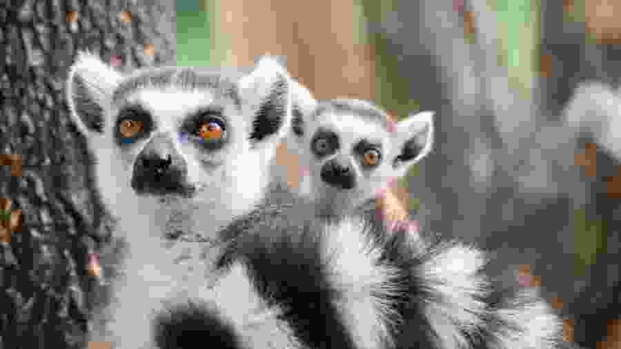 Spot the Ring-Tailed Lemur