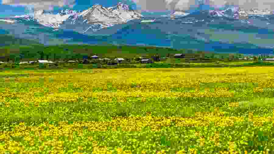 Flower beds on the base of Aragats