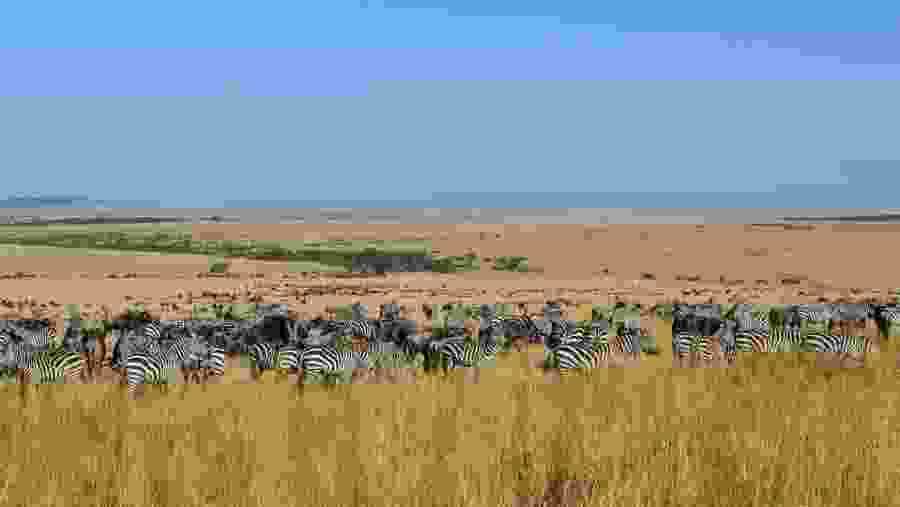 zebras grazing