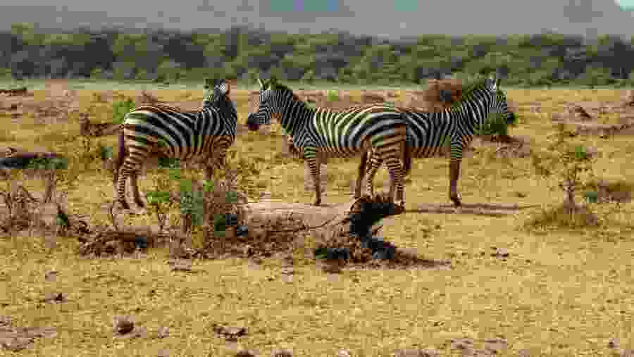 Zebras
