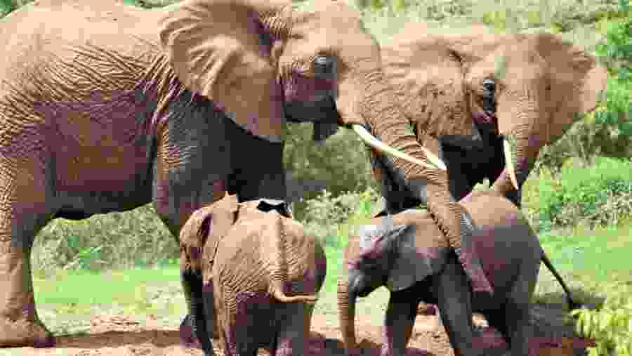 Witness the wildlife