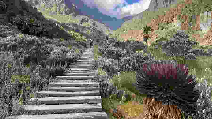 Wooden trail path