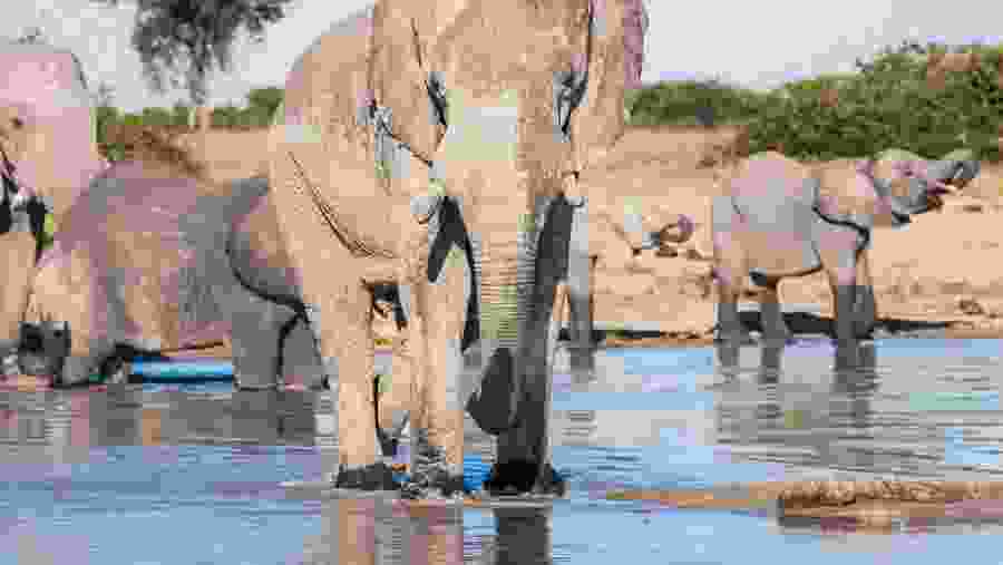 Elephants in Chobe National Park