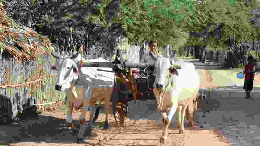Ox-cart