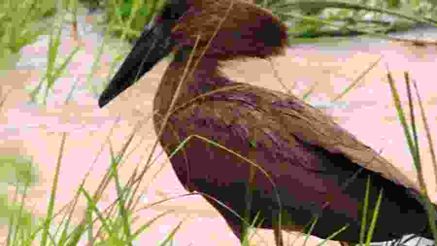 Hummerkop Birdwatching