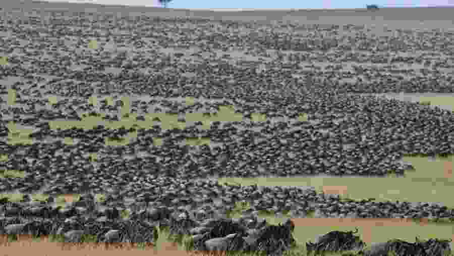 African Wildebeest Migration