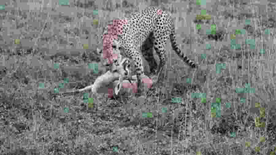 Serengeti National Park, Tanzania