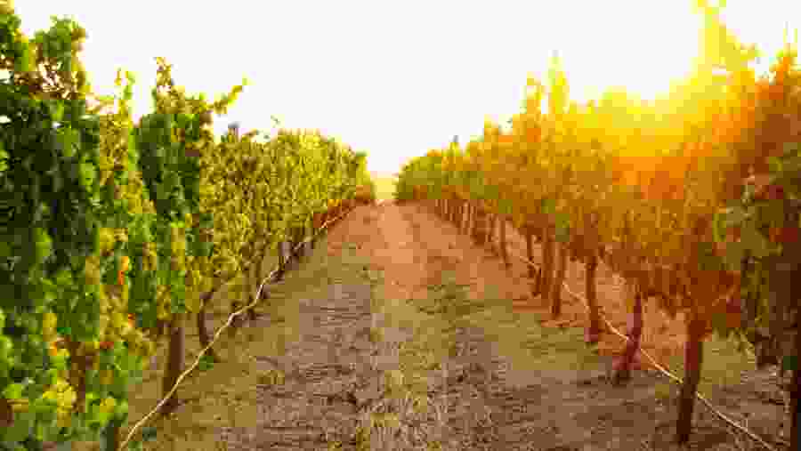 Wine fields