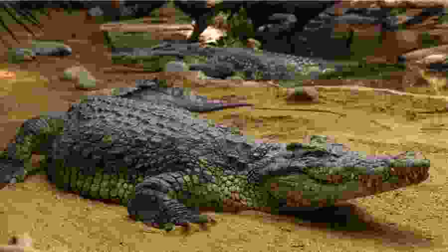 Crocodile At Lake Manyara National Park