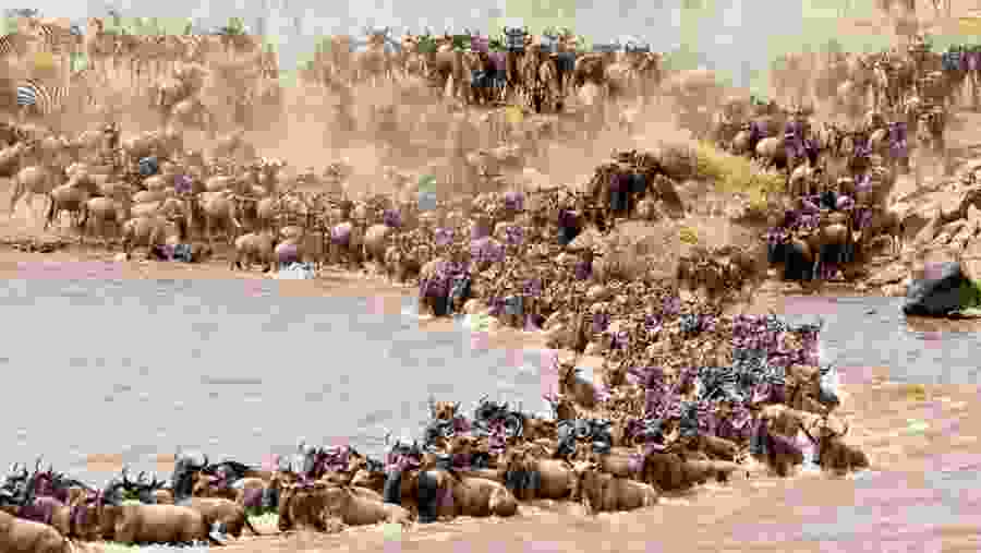 Witness the Great Wildebeest Migration