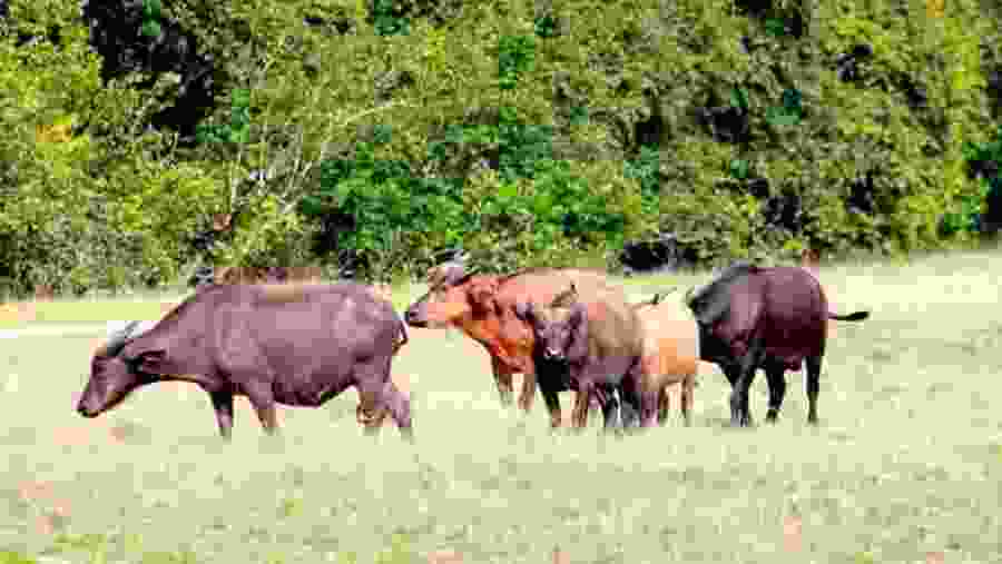 Red Buffaloes