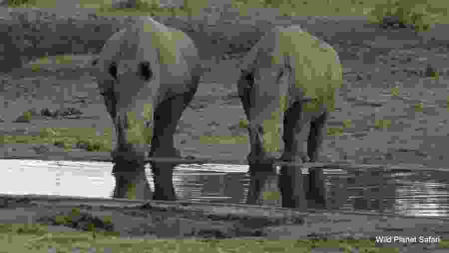 Rhinos in Kruger National Park