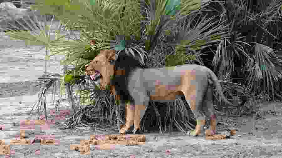 African Lion