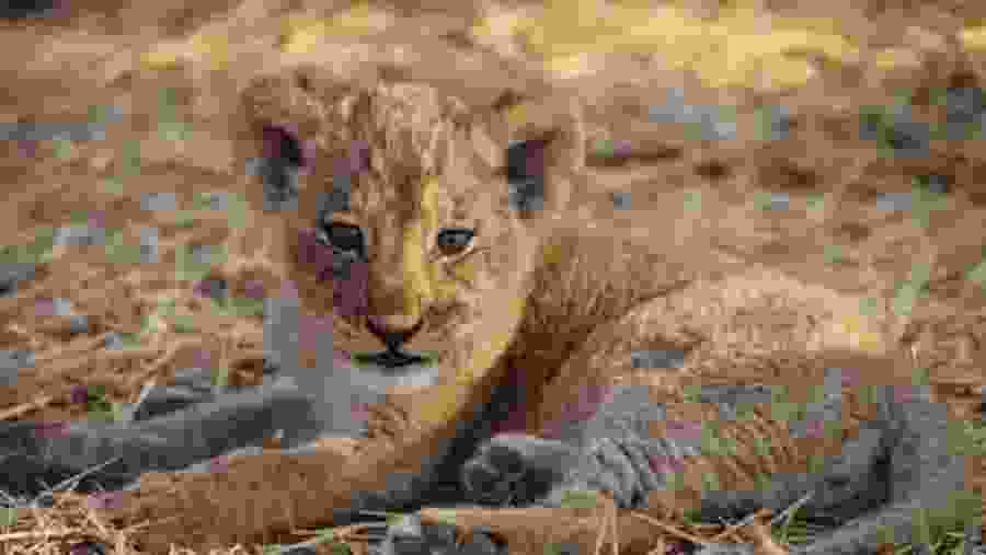 A cub