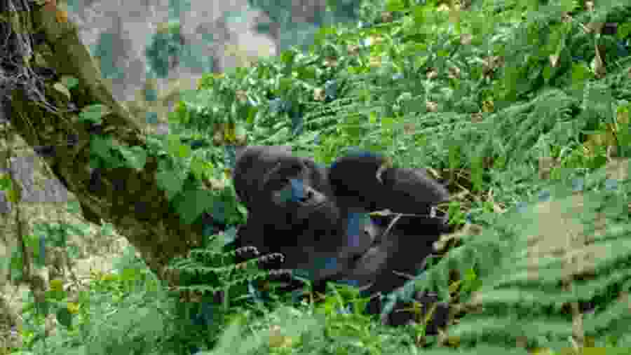 Gorilla spotted while trekking in Bwindi