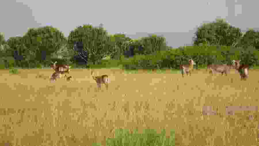 Deer in Queen Elizabeth National Park