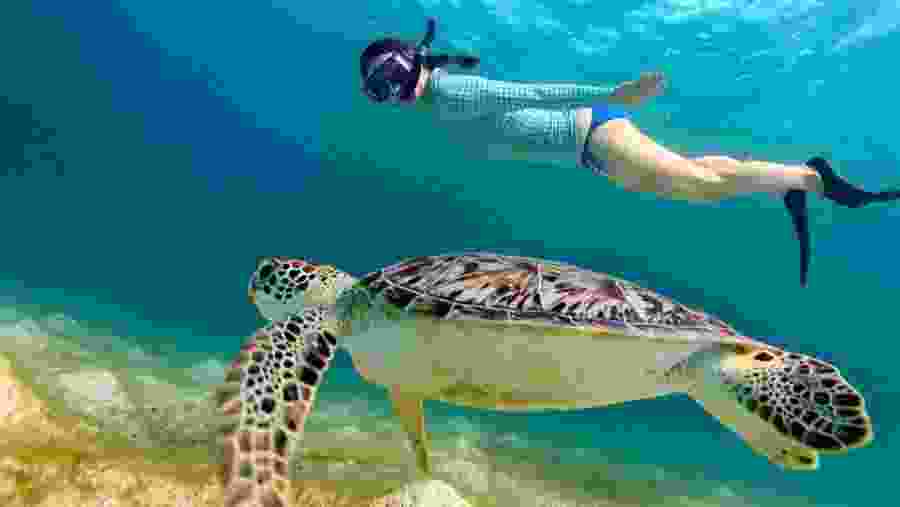 Tourist swimming with a turtle