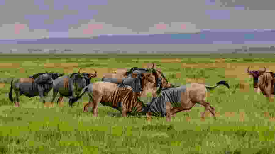 Wildebeest in Amboseli National Park