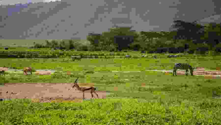 Ngorongoro Crater