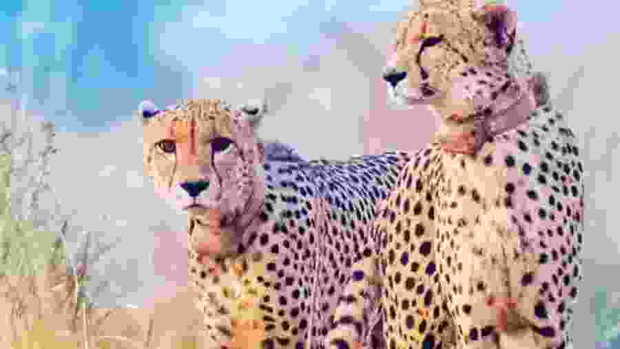 Cheetahs