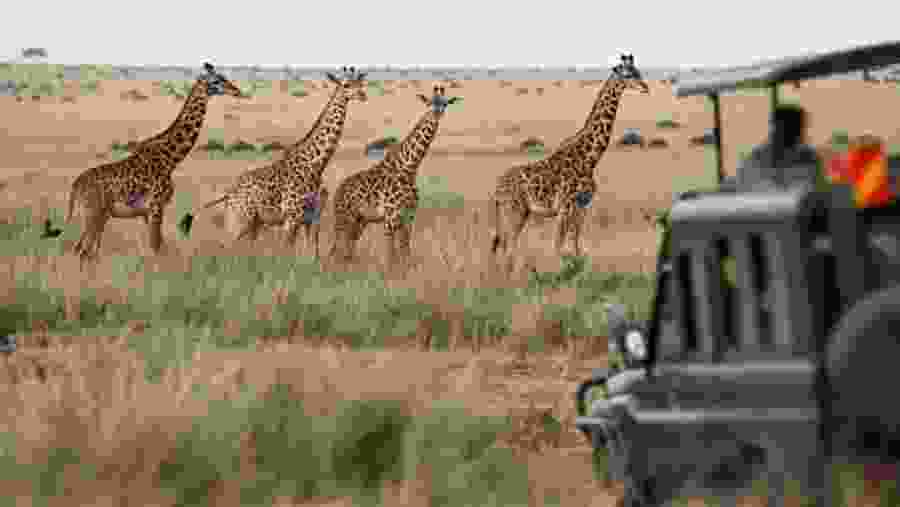 Safari Experience