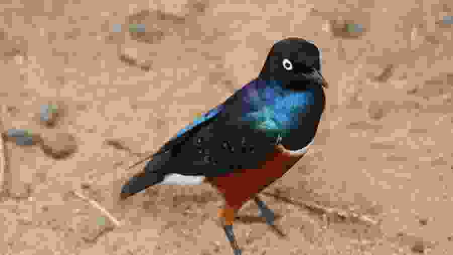 Colourful Bird at Tarangire National PArk