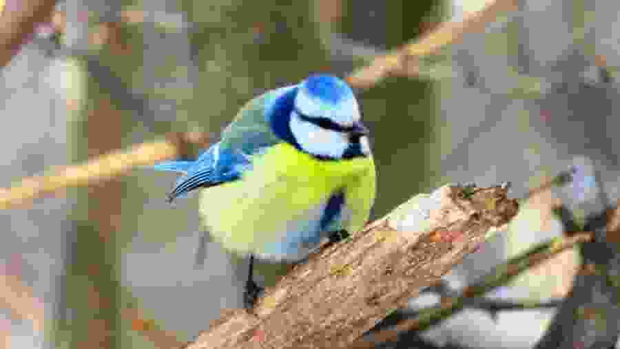 Eurasian blue tit