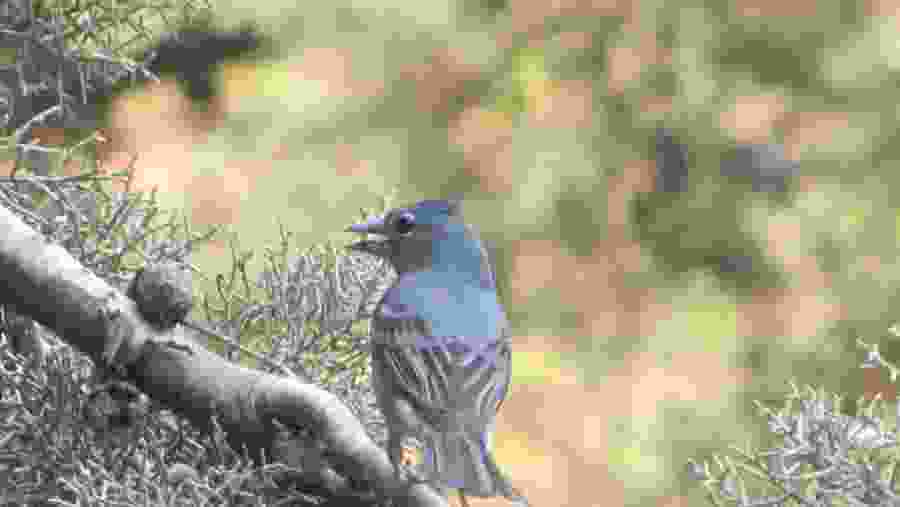 Blue Chaffinch