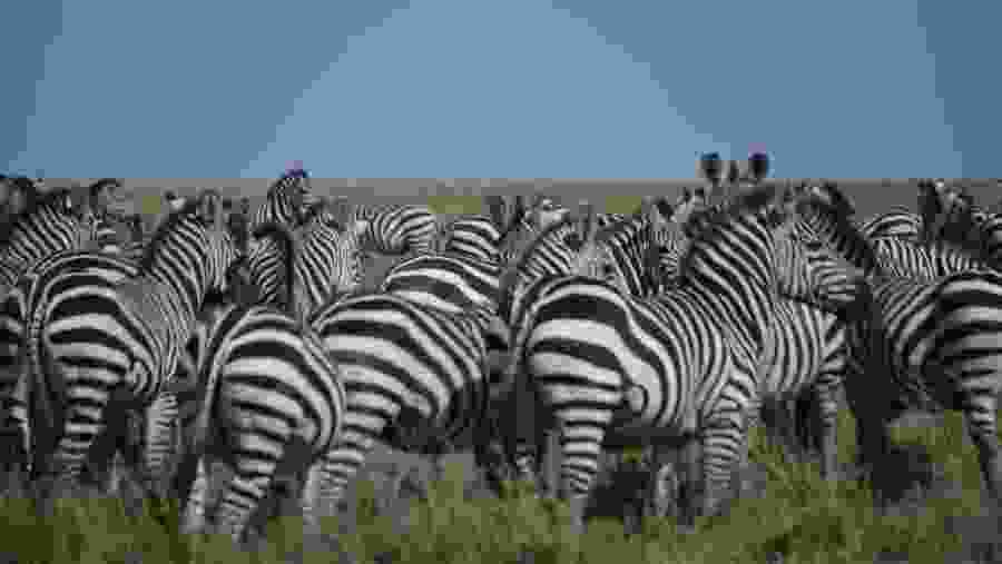 Zebras At Ngorongoro Crater