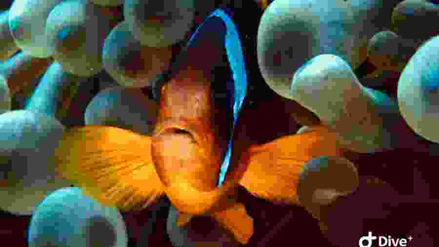Aquatic life