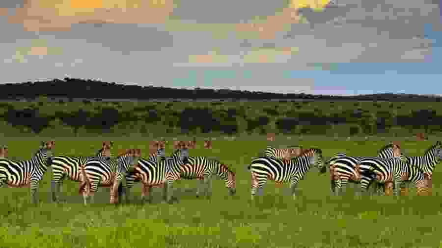 Witness the African wildlife