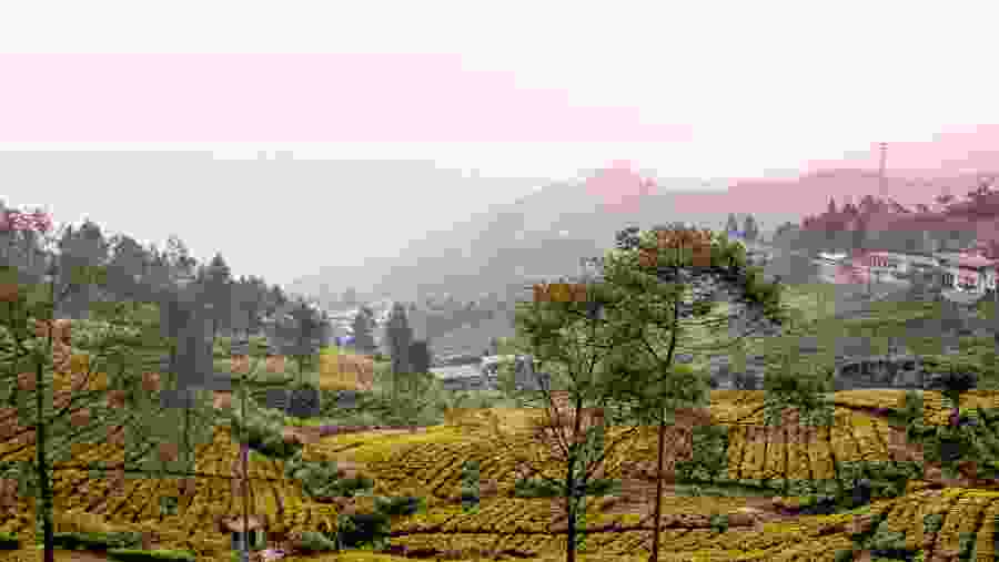 Tea Plantation in Bogor