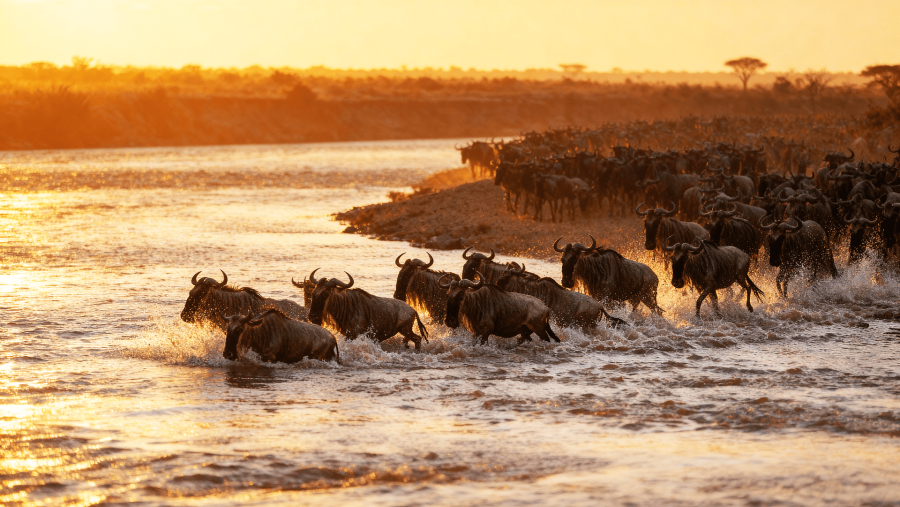 Wildebeest Migration
