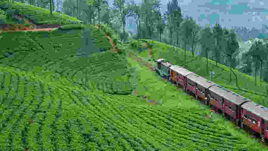 Tea Plantation in Nuwara Eliya