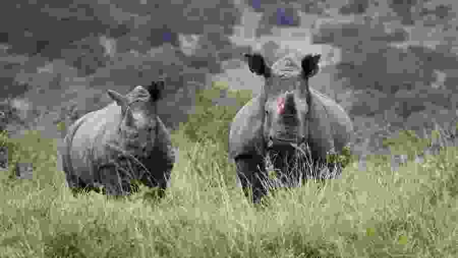 Akagera National Park Safari