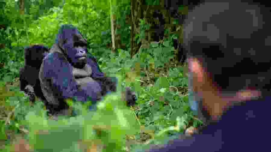 Gorilla Trekking in Mgahinga