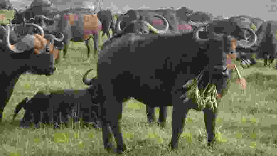 African  Buffalo , Kenya Safaris, Kenya Adventure Safaris, YHA Kenya Travel, Epic Tours Safaris, Safari Bookings, Kenya Budget Camping Safaris, African Safari, Affordable African Safari,Cheap Tours Safaris,Balloon Safaris,Masai Mara Safari,