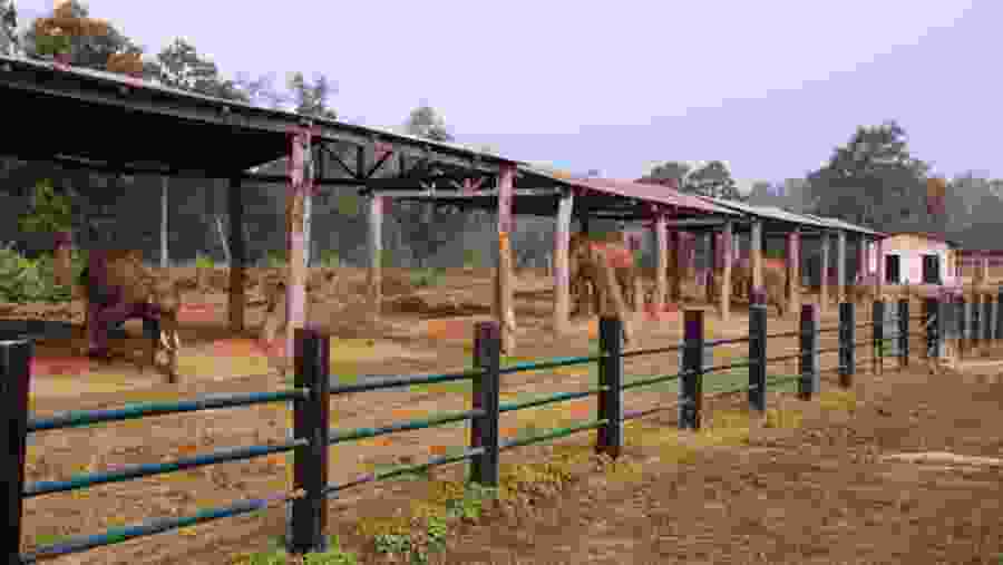Visit Elephant Breeding Centre