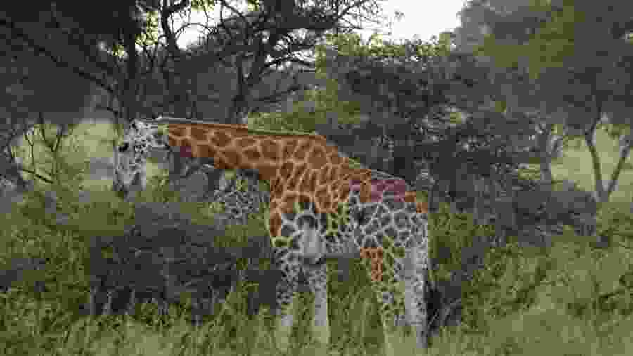 Murchison Falls National Park