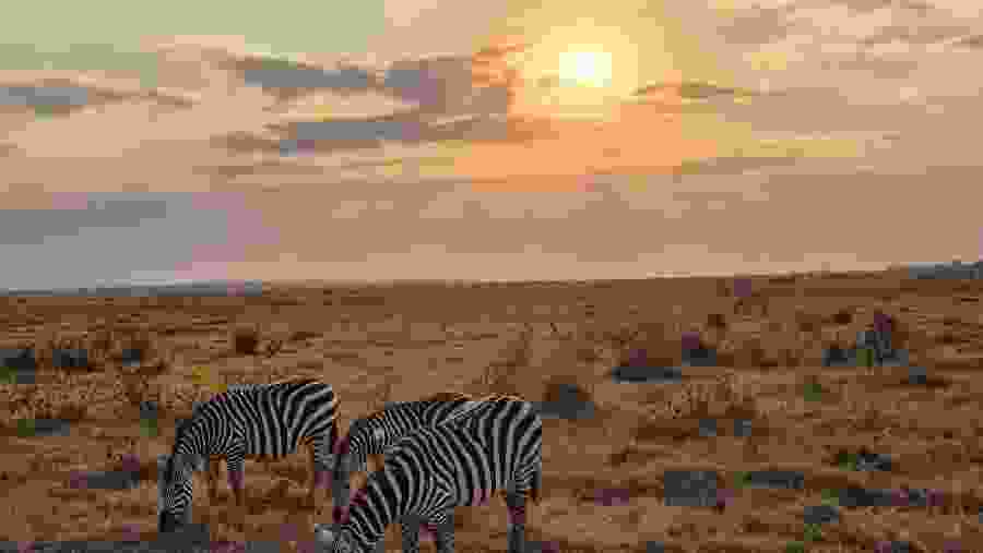 Zebras in Africa