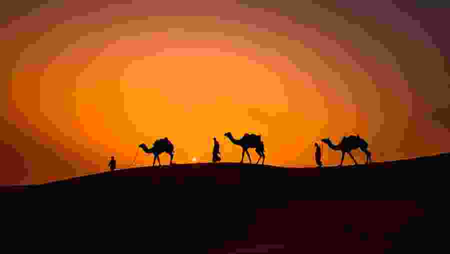 Nighttime Desert Safari