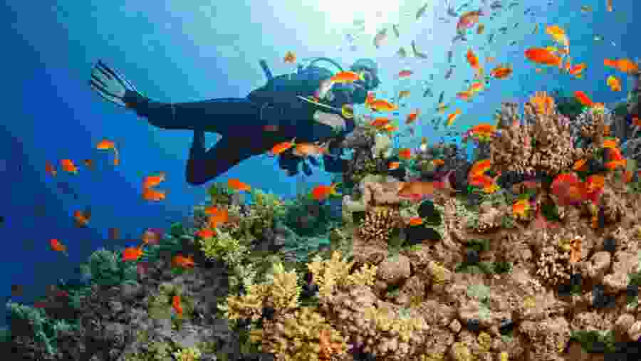 Coral reefs and marine life