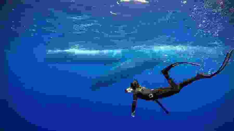 Snorkeling With Whales In Mirissa