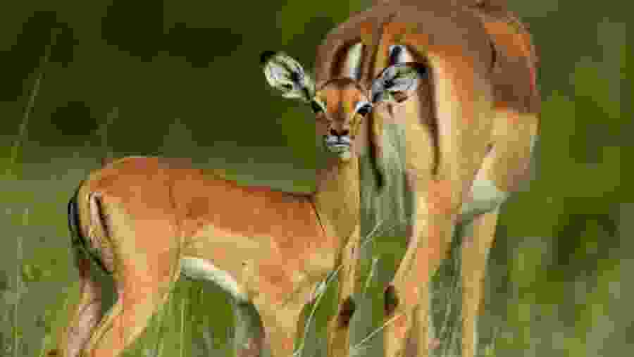 Witness the wildlife