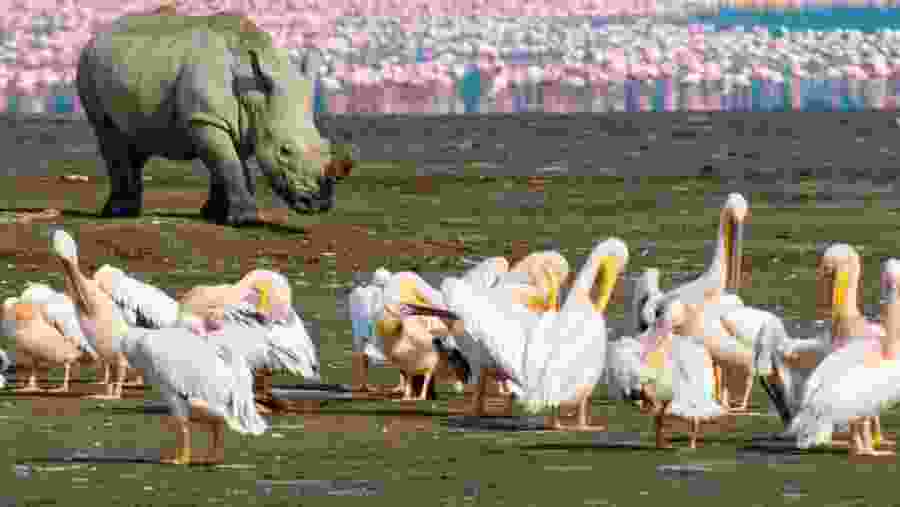 Rhino and fllamingos